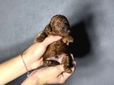 Kore Kan Sıfır Boy Kg Garantili Toy Poodle Yavrularımız