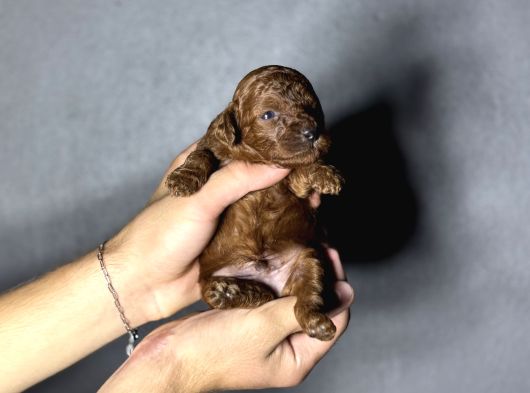 Kore Kan Sıfır Boy Kg Garantili Toy Poodle Yavrularımız görsel