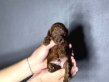 Kore Kan Kg Garantili Orjinal Toy Poodle Yavrularımız