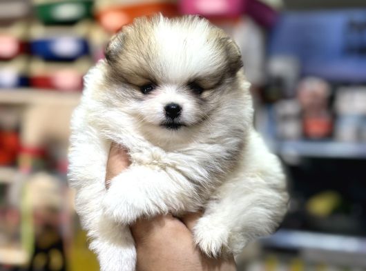 En Özel Yavrular Bizde Pomeranian Bebeklerimiz görsel