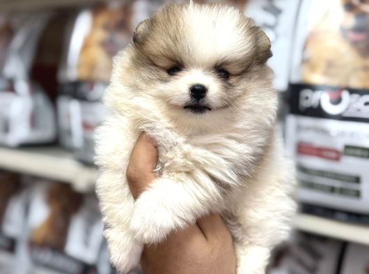 Pomeranian Yavrularımız A Kalite Kg Garantili