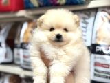 En Özel Yavrular Bizde Pomeranian Bebeklerimiz
