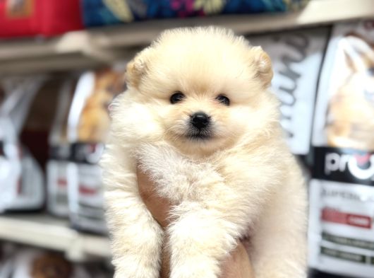 En Özel Yavrular Bizde Pomeranian Bebeklerimiz görsel
