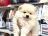 En Özel Yavrular Bizde Pomeranian Bebeklerimiz