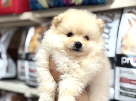 En Özel Yavrular Bizde Pomeranian Bebeklerimiz görsel