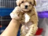 Teacup Kg Garantili Maltipoo Yavrularımız