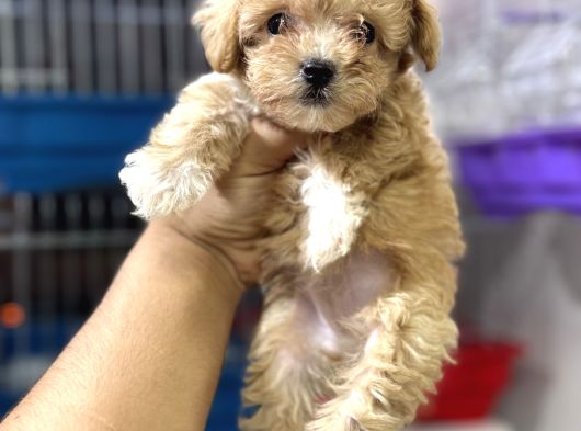 Teacup Kg Garantili Maltipoo Yavrularımız görsel