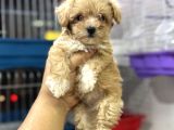 Teacup Kg Garantili Maltipoo Yavrularımız