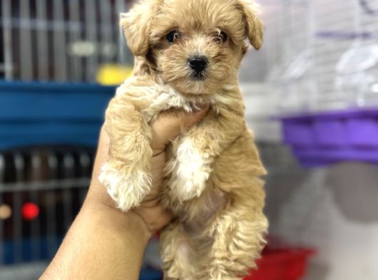 Teacup Kg Garantili Maltipoo Yavrularımız görsel