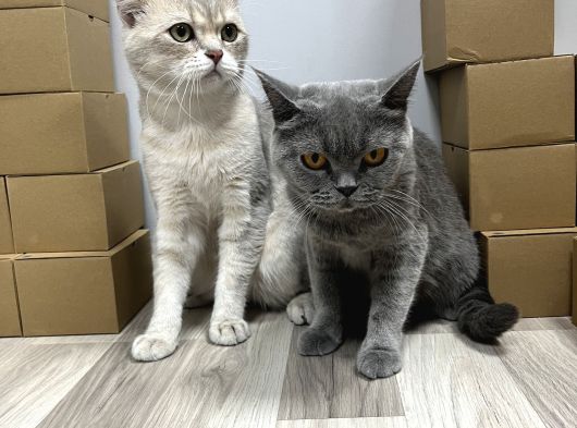 Dükkan Kedilerimin 2 Aylık Mama Ve Tuvalet Eğitimli Yavrusu görsel