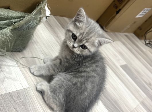 Dükkan Kedilerimin 2 Aylık Mama Ve Tuvalet Eğitimli Yavrusu görsel