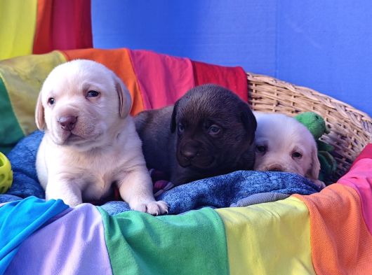 Her Renk Orji̇nal Labrador Retri̇ever Yavrular görsel