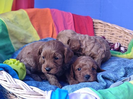 Anne Baba Gerçek Orji̇nal Cavapoo Yavrular görsel
