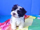 Gerçek Morki̇e Yavrular İstanbul Köpek Çi̇ftli̇ği̇nde