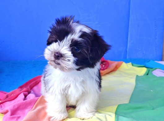Gerçek Morki̇e Yavrular İstanbul Köpek Çi̇ftli̇ği̇nde görsel