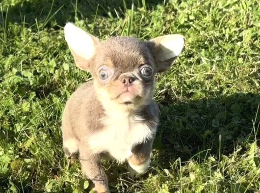 Teacup Bebekler görsel