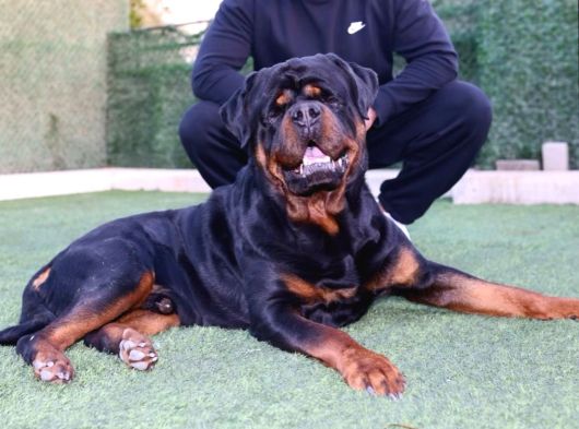 İyi̇si̇ni̇ Deği̇l Mükemmeli̇ni̇ İsteyenlere Rotwei̇ller Yavrular görsel
