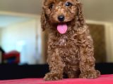 Uygun Poodle