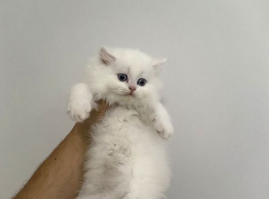Long Beyaz Yavrular görsel
