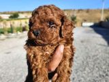 Kore Kan Toy Poodle Yavrularim