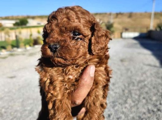 Kore Kan Toy Poodle Yavrularim görsel