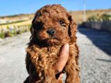 Kore Kan Toy Poodle Yavrularim