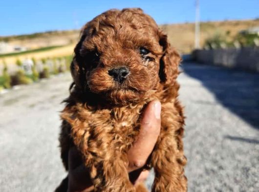 Kore Kan Toy Poodle Yavrularim görsel
