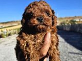 Kore Kan Toy Poodle Yavrularim