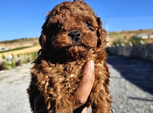 Kore Kan Toy Poodle Yavrularim görsel