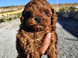Kore Kan Toy Poodle Yavrularim