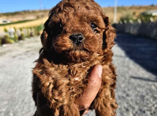 Kore Kan Toy Poodle Yavrularim görsel