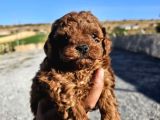 KORE KAN TOY POODLE YAVRULARIM