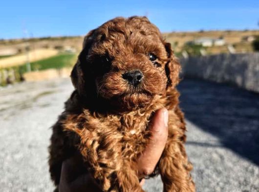 Kore Kan Toy Poodle Yavrularim
