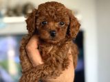 Irk Ve Kg Garantili Korea Poodle