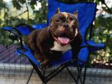 Exotic Bully Yavrular
