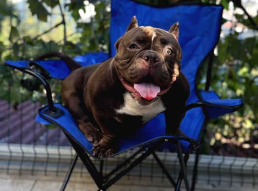 Exotic Bully Yavrular görsel