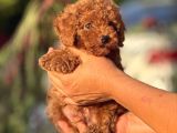 Irk ve kg garantili korea poodle