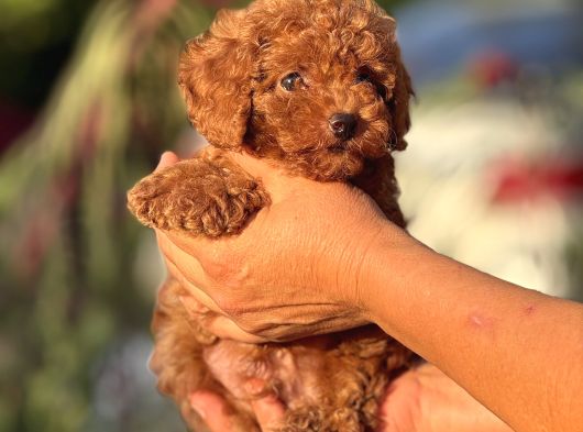 Irk Ve Kg Garantili Korea Poodle