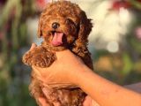 2 Kg Garantili Korea Poodle Bebekler
