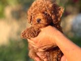 2 Kg Garantili Korea Poodle Bebekler