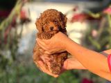 Irk Ve Kg Garantili Korea Poodle