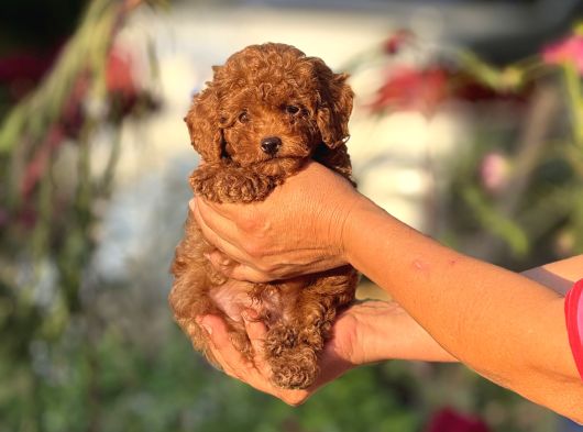 Irk Ve Kg Garantili Korea Poodle görsel