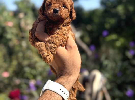 Kg Garantili Poodle Yavrular görsel