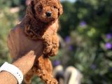 Kg Garantili Poodle Yavrular