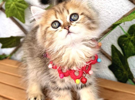 Di̇şi̇ Golden Güzeller Güzeli̇mi̇z Uygun görsel