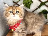 DİŞİ GOLDEN GÜZELLER GÜZELİMİZ UYGUN