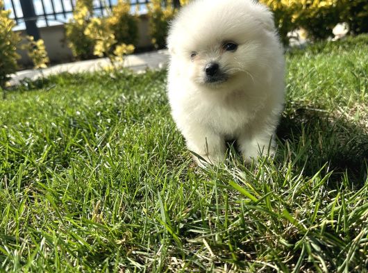 3Adet Pomeriaan Boo Yavrularımız Yeni Sahiplerini Beklıyor görsel