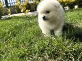 3Adet Pomeriaan Boo Yavrularımız Yeni Sahiplerini Beklıyor