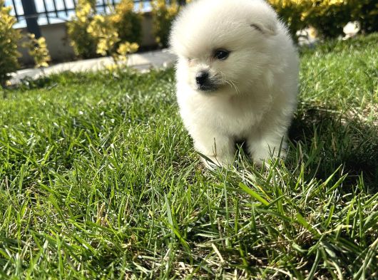 3Adet Pomeriaan Boo Yavrularımız Yeni Sahiplerini Beklıyor görsel