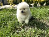 3Adet Pomeriaan Boo Yavrularımız Yeni Sahiplerini Beklıyor